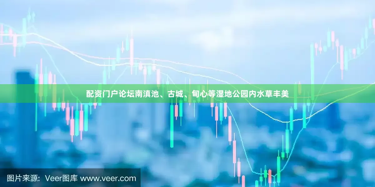 配资门户论坛南滇池、古城、甸心等湿地公园内水草丰美